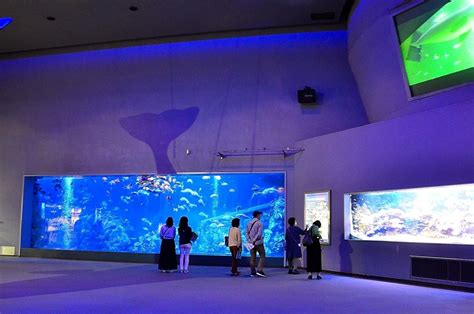 約700種類の海洋生物を展示：