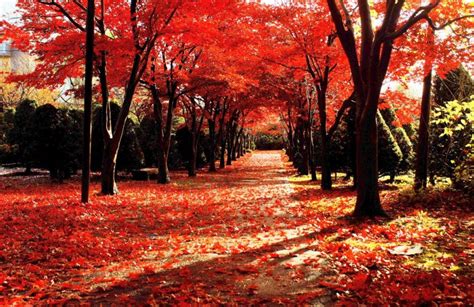 紅葉の見頃：10月中旬～11月上旬