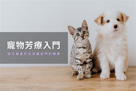 純狗飼料：給您毛孩最純粹的營養與健康