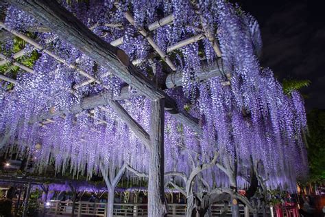 紫藤花東京