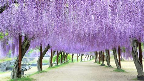 紫藤 公園