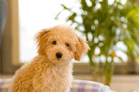 細い犬・小型犬がおすすめな理由や飼い方まとめ