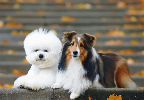 細い犬・小型犬との心豊かな暮らし方