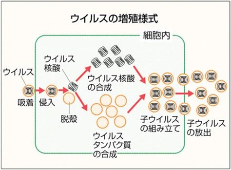 細菌の増殖: