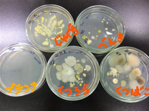 細菌の繁殖：