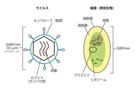 細菌感染：