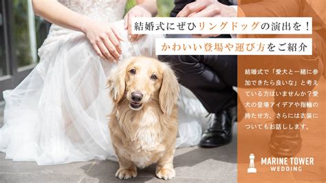 結婚式で愛犬をリングドッグにするための首輪選びガイド