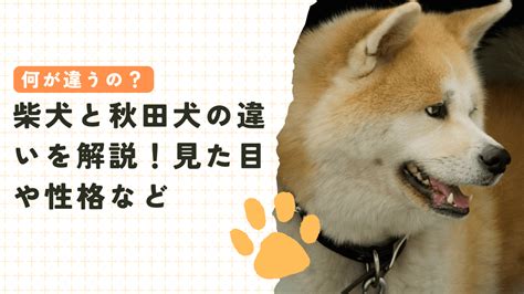 結論から言うと、柴犬の購入価格は1万円ではありません。