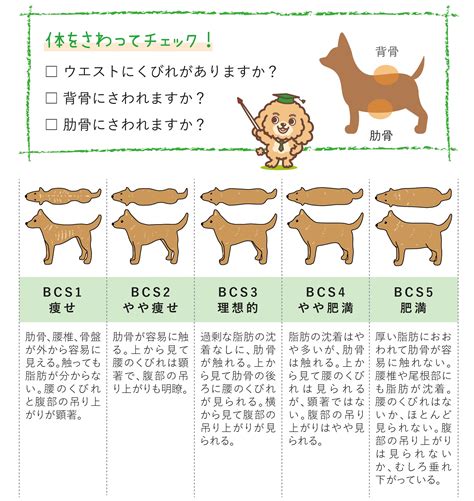 給餌量（g）= 子犬の体重（kg） x 30～40