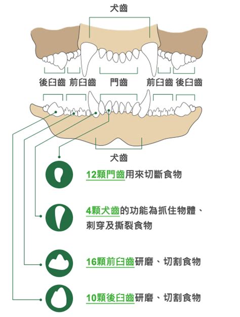 綠能潔齒骨的10大潛在危機