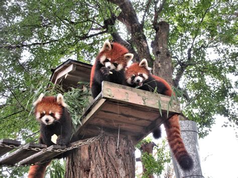 綠色大地大沼公園：東北最大級的動植物樂園！