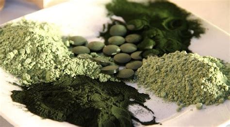 綠藻（chlorella）是什麼？