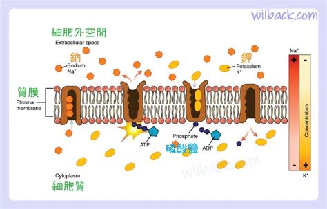 維持細胞膜的穩定性：