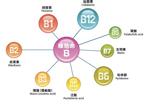 維生素 B 雜：身體機制的暢旺引擎