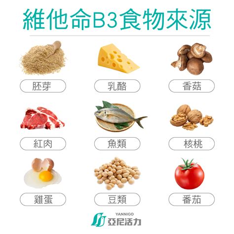 維生素 B3 (菸鹼酸) 大全：深入了解健康益處、飲食來源和補充劑