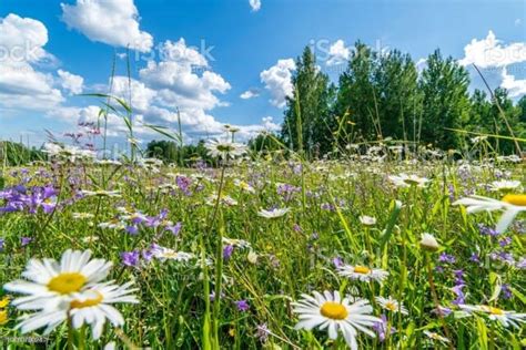 緑の草原と華やかな花々