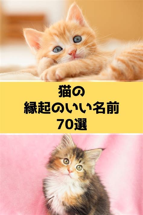 縁起のいいペットの名前で幸運を招き入れよう！