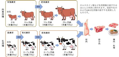 繁殖と育成: