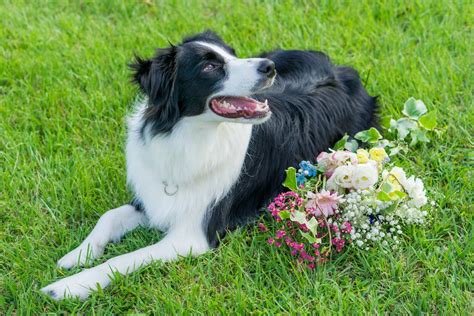 美しい毛並みを持つ犬種：毛並み手入れの重要性と人気犬種の紹介