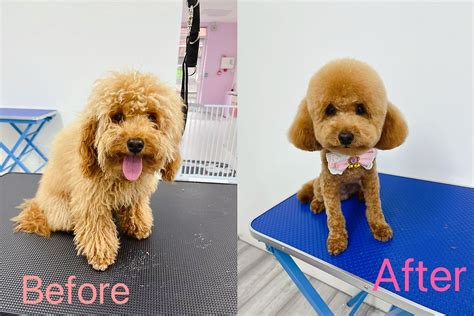 美國掀起「毛孩美容」風潮！groomer 中文逐漸成為熱門關鍵字