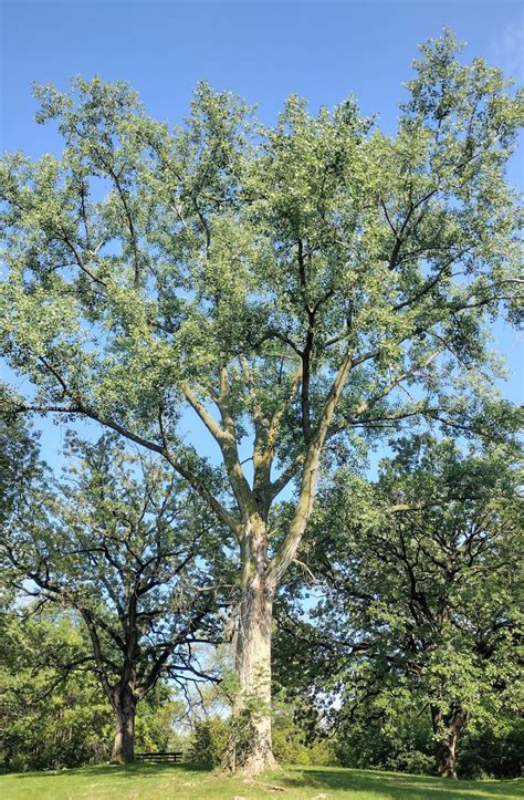 美國白楊 (Populus deltoides)