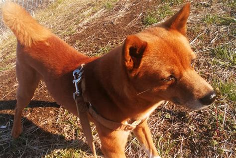 美濃柴犬の性格と特徴