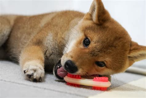 美濃柴犬の性格：忠実で愛情深い日本の伝統犬種