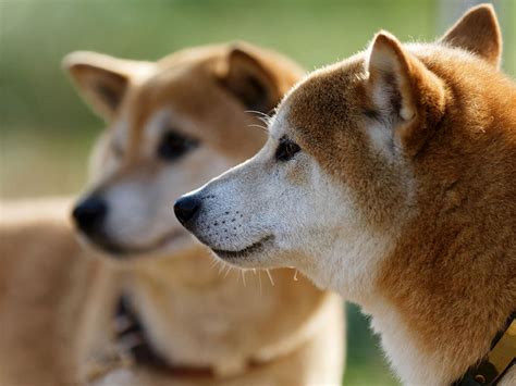 美濃柴犬の性格：忠実で愛情深い日本の犬種