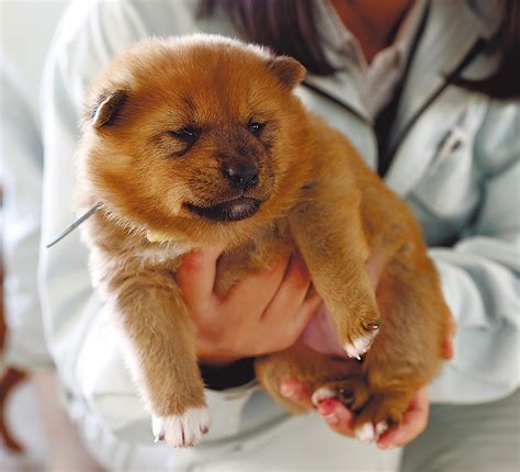 美濃柴犬の気質と魅力