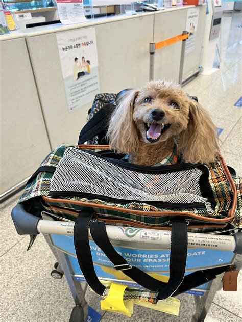 羽田空港で快適にペットと一緒に過ごそう！