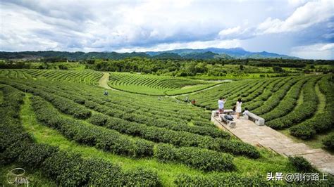 翠峰茶園：台灣茶產業的標竿