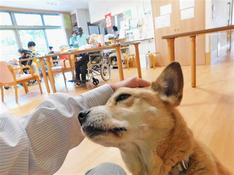 老人ホームでの犬の役割