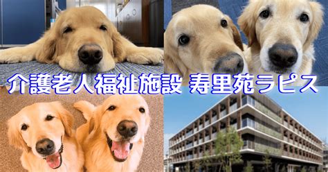 老人 ホーム 犬 が いる