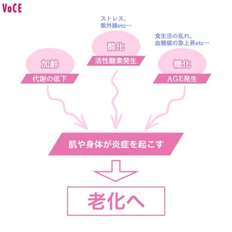 老化のメカニズムと対策：エイジング 12