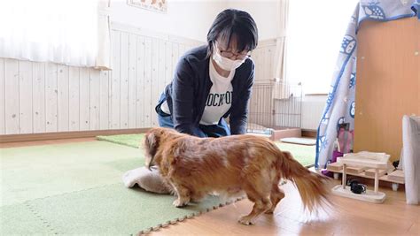 老犬ホームで犬と過ごすことのメリット