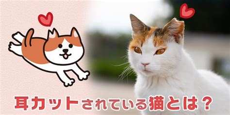 耳が切れている猫：理解、原因、対応策