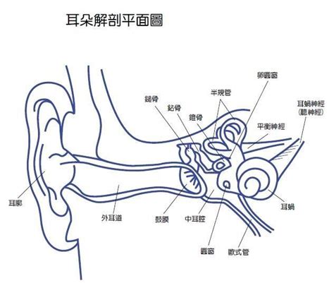 耳畔的奧秘：探索聽覺的奇妙世界