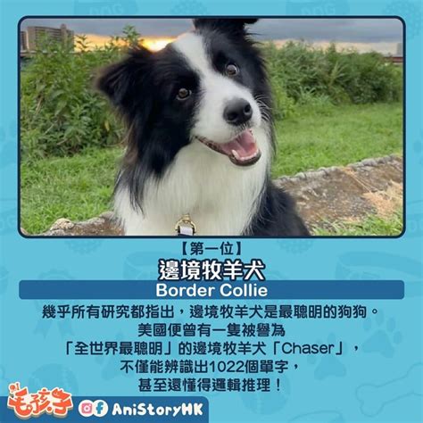 聰明狗：你的忠犬伴侶