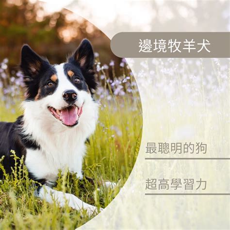 聰明 的 狗：令人驚嘆的犬類智力與應用潛力