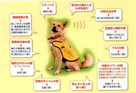 聴導犬: 聴覚に障害のある人々の生活を変えるパートナー