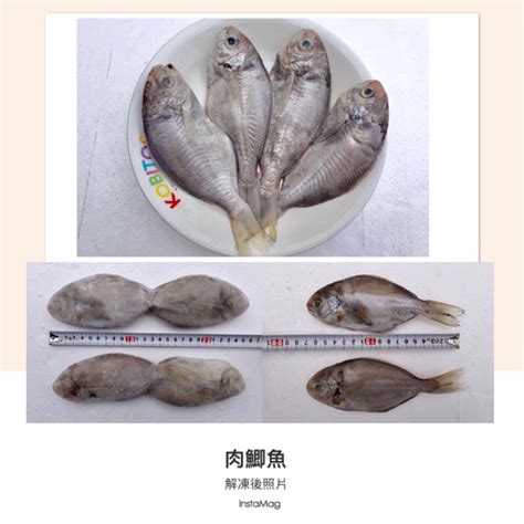 肉仔魚：未來食品的明日之星