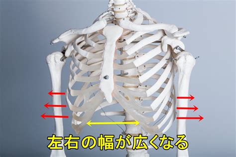 肋骨が見えるほどの痩せすぎ：健康への影響と対処法