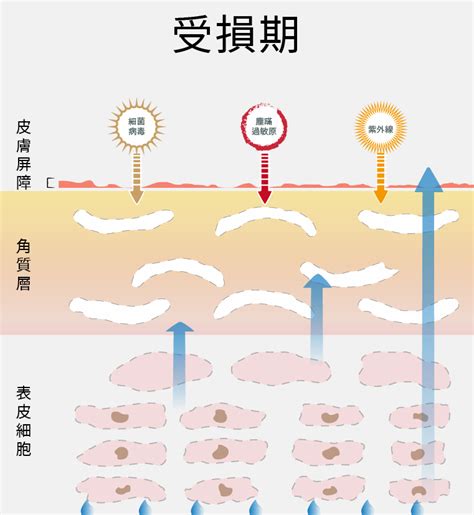 肌膚照護聖經：從日常到進階，打造完美肌膚