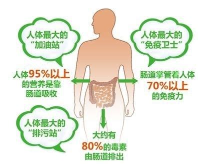 肚子健康的重要性