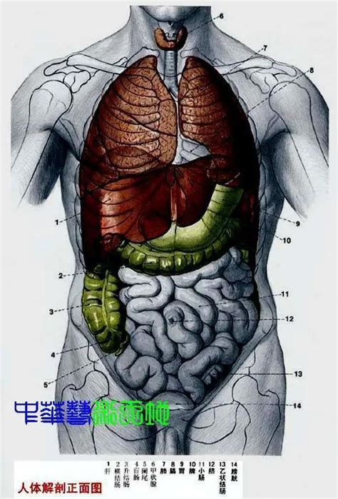 肚子健康，人體之本！