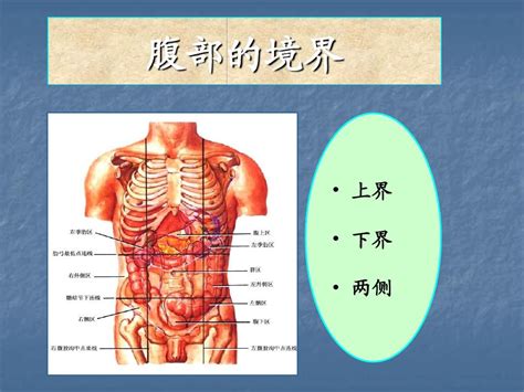 肚子的解剖结构