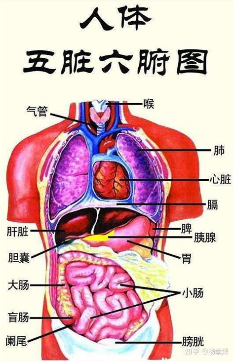 肚子結構與功能