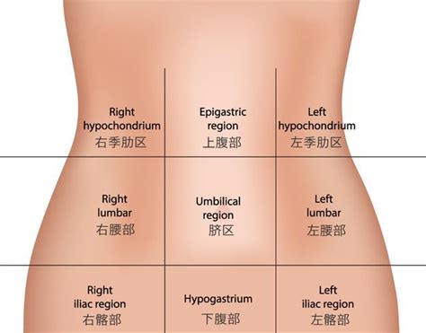 肚腩中文：認識你的腹部