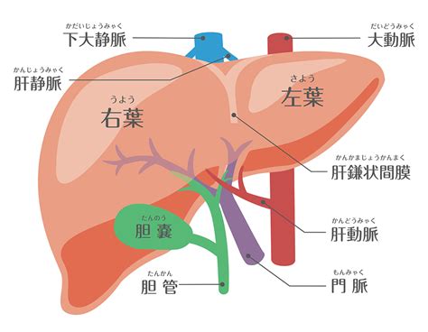 肝臓