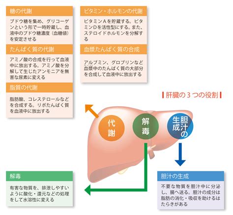 肝臓の役割